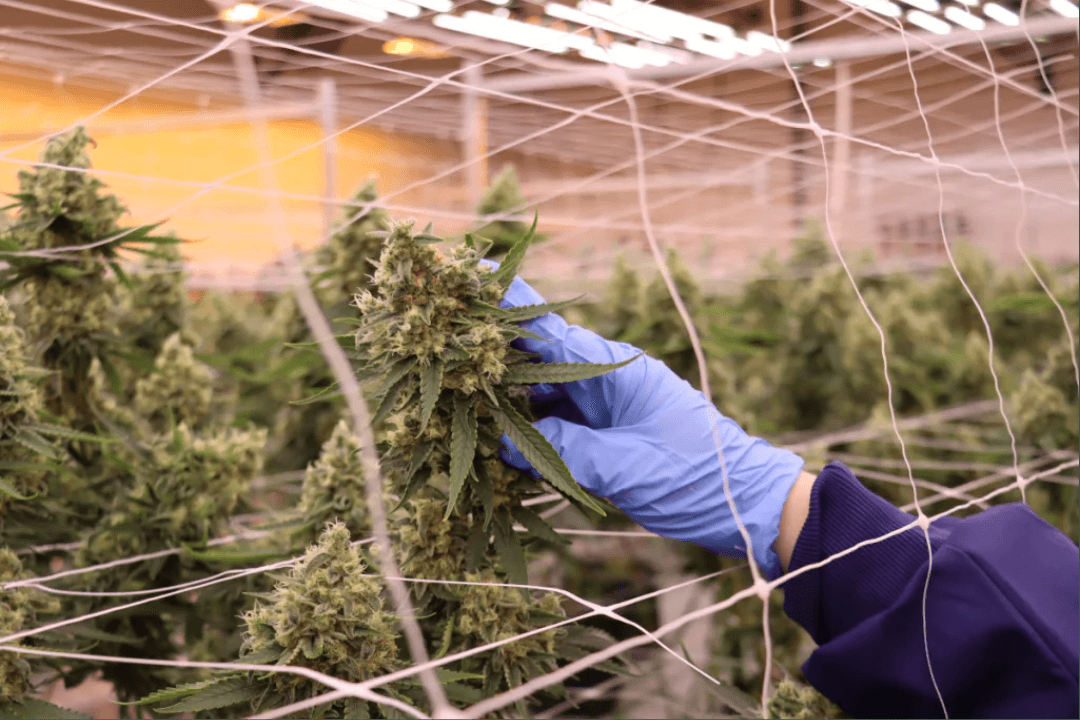 Delaware's Cannabis Zoning Dilemma: Progress or Political Theater?